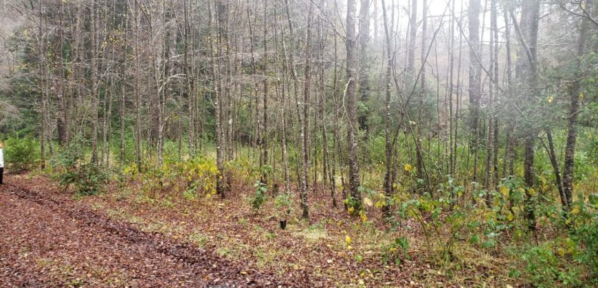 Parcelas en Caburgua