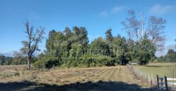 Parcelas en Curacautín